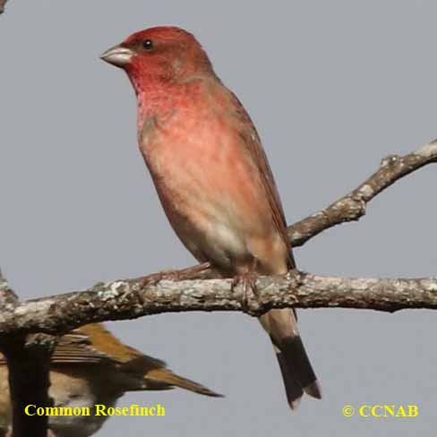 Common Rosefinch