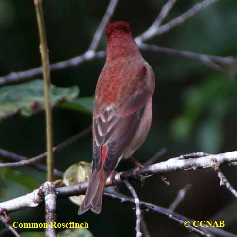 Birds of North America