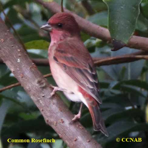 Common Rosefinch