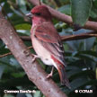 Common Rosefinch