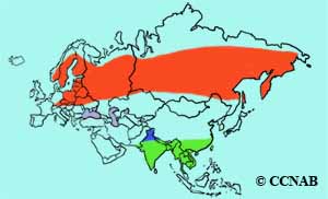 Common Rosefinch range