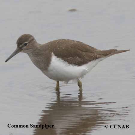 Common Sandpiper