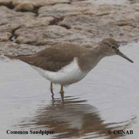 Common Sandpiper