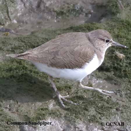 Birds of North America