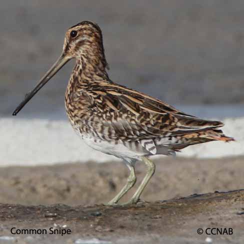 Birds of North America