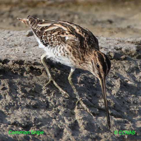 Common Snipe