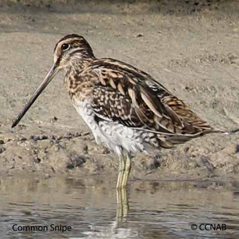 Birds of North America