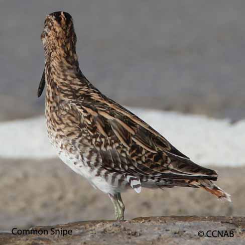 Common Snipe