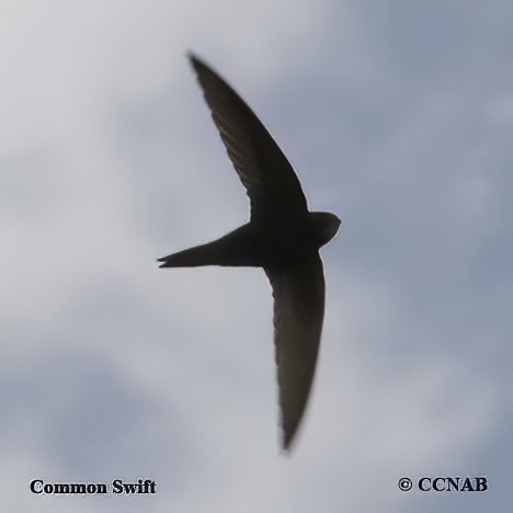 Birds of North America