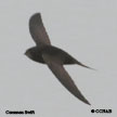 Common Swift