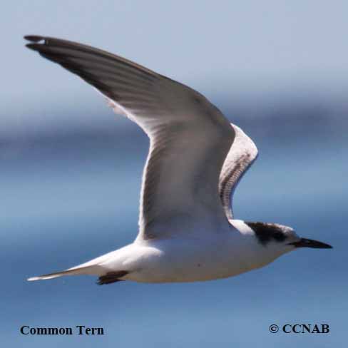Birds of North America