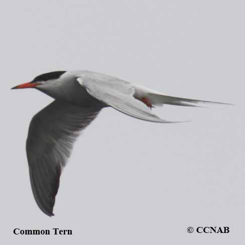 Birds of North America