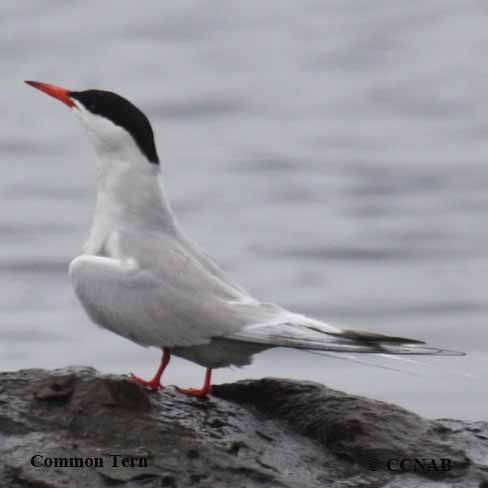 Birds of North America