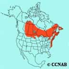 Common Tern range map