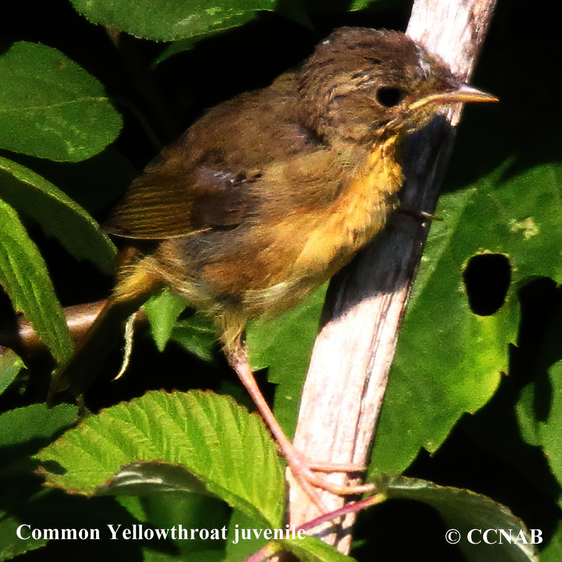 Common Yellowthroat