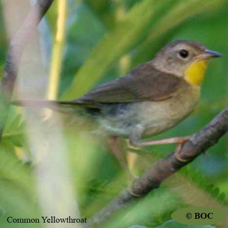 Birds of North America