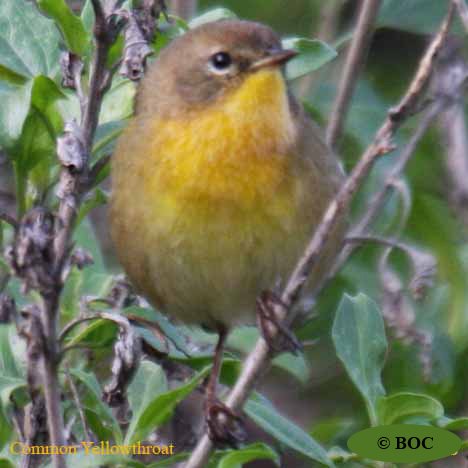 Birds of North America