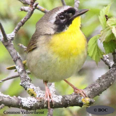 Birds of North America