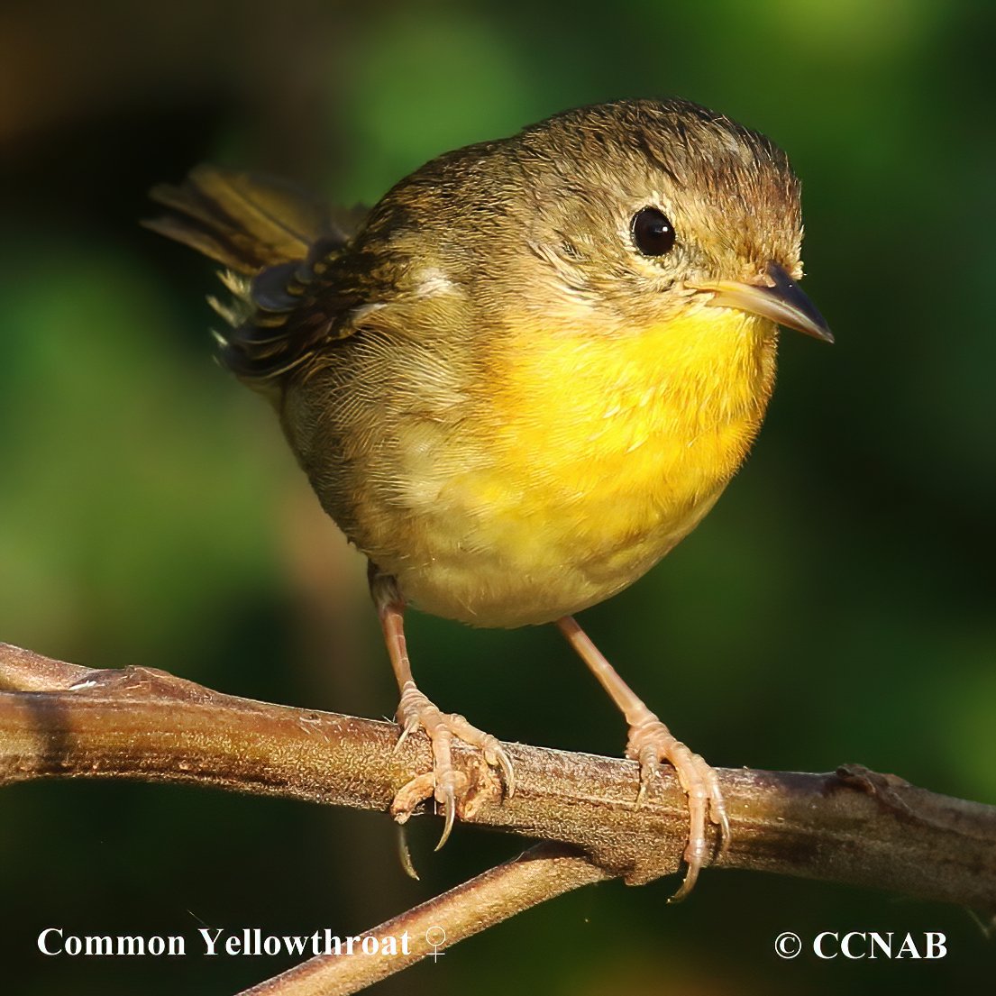 Common Yellowthroat