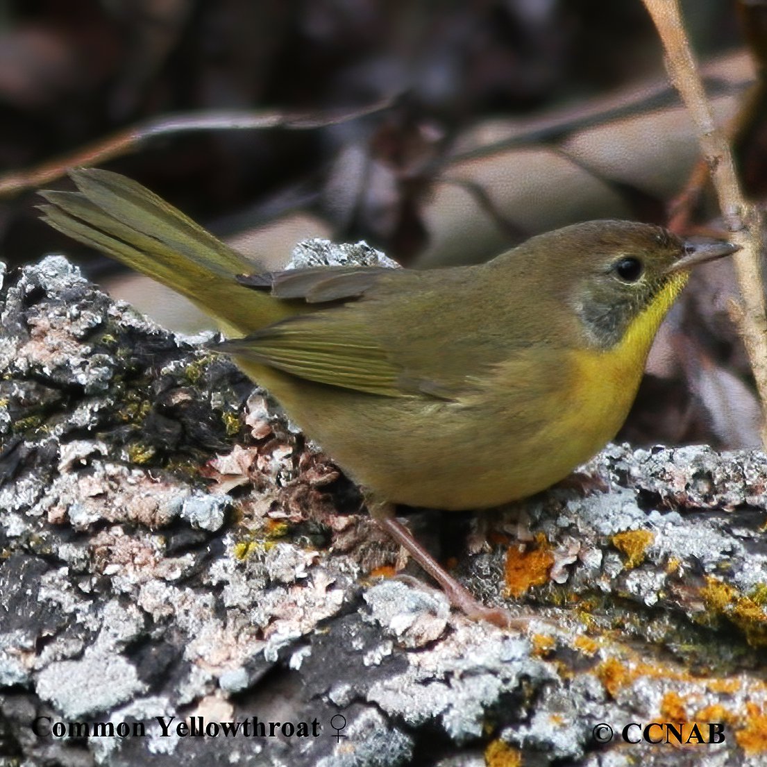Birds of North America