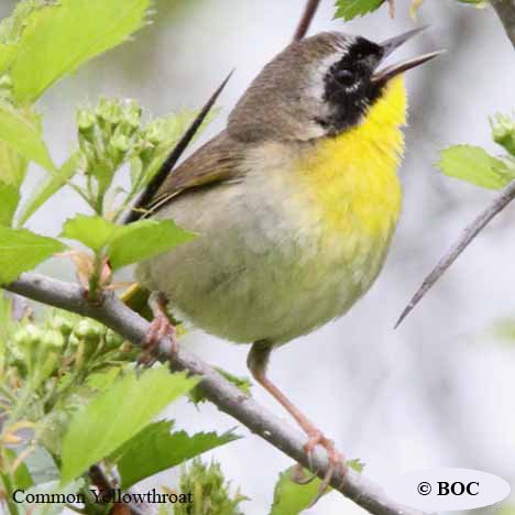 Birds of North America