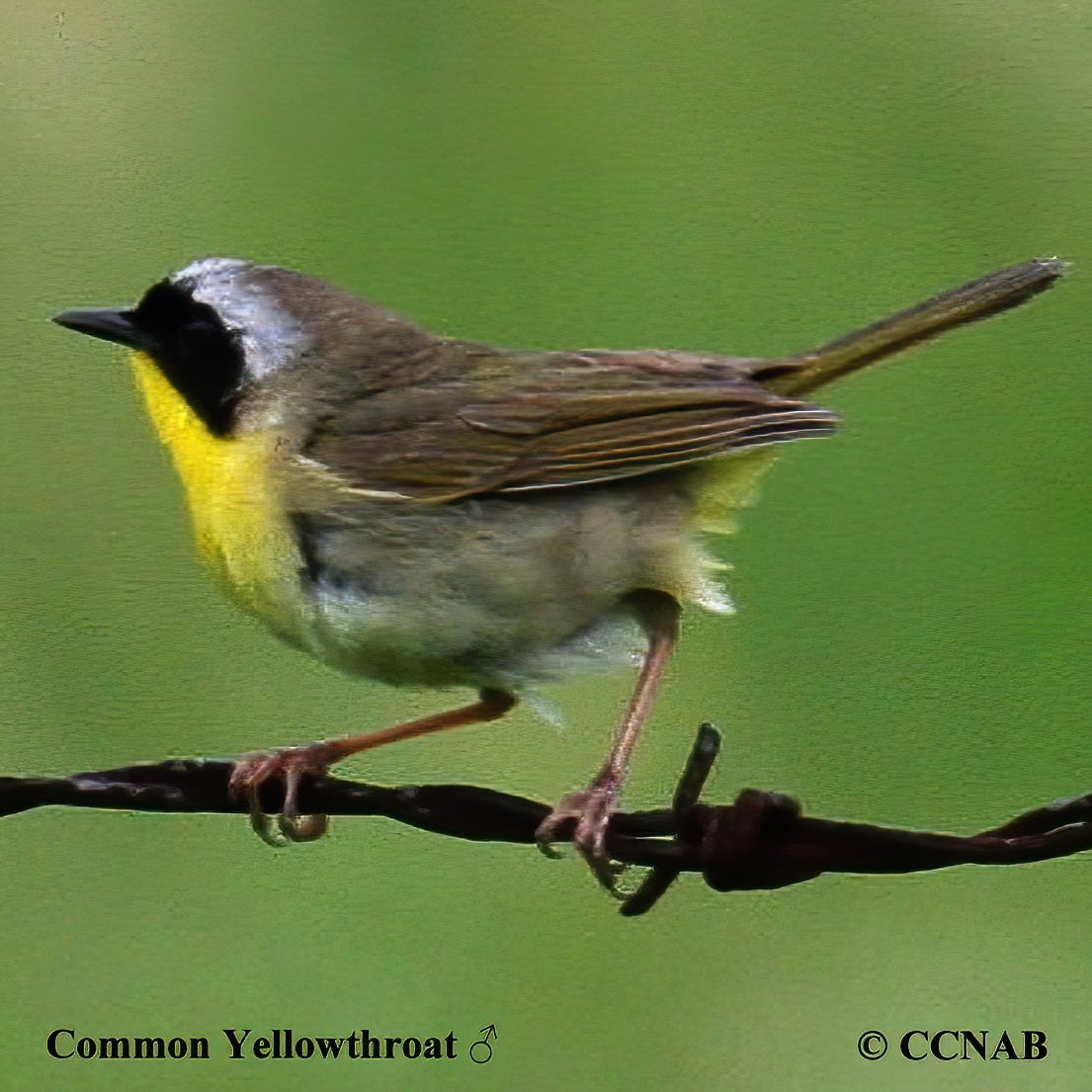 Common Yellowthroat