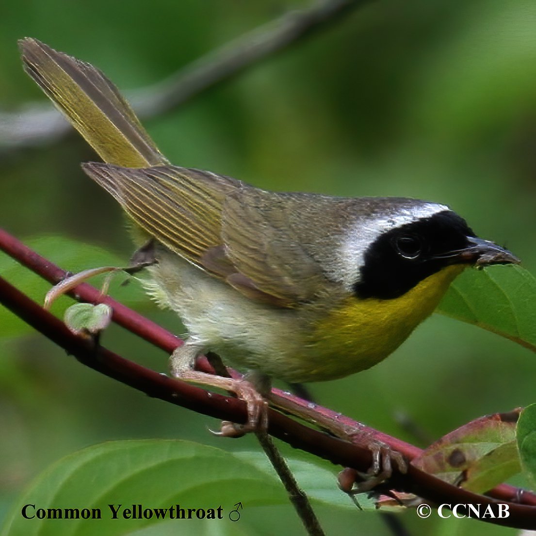 Birds of North America