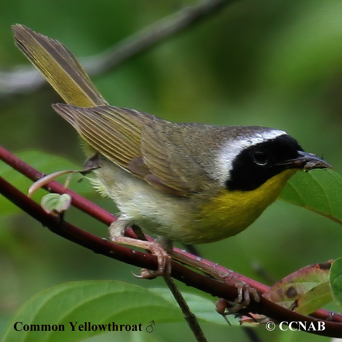 Common Yellowthroat