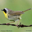 Common Yellowthroat range map