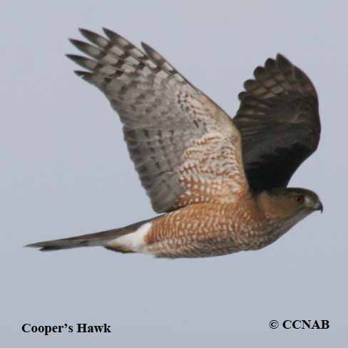 Cooper's Hawk