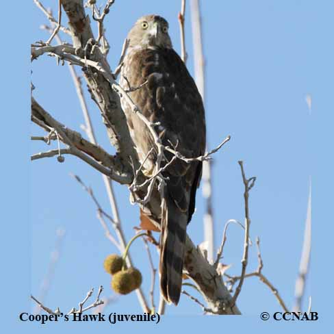 Cooper's Hawk