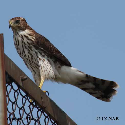 Cooper's Hawk