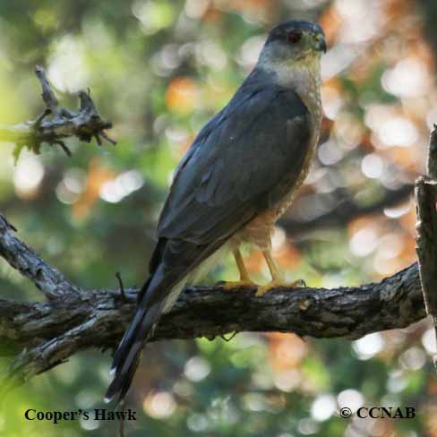 Cooper's Hawk