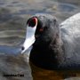 Coots Profile