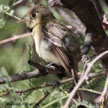Cordilleran Flycatcher