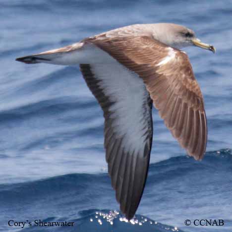 Birds of North America