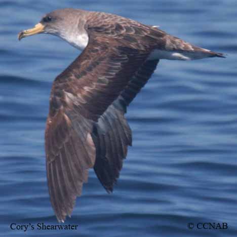Birds of North America