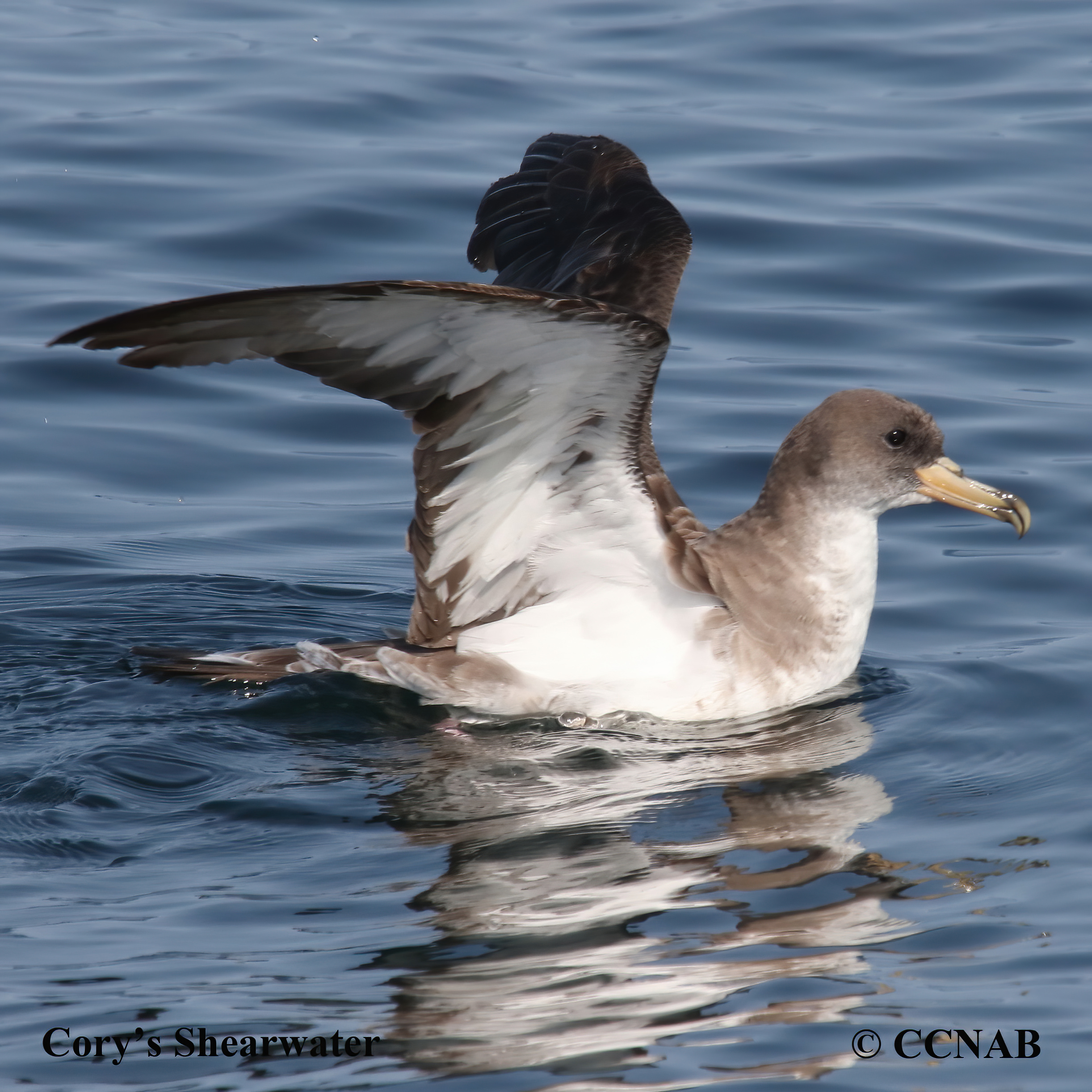 Birds of North America