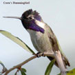 Costa's Hummingbird