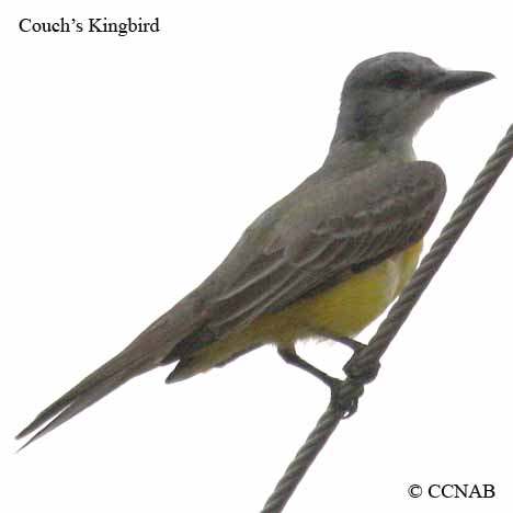 Birds of North America