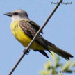 Couch's Kingbird