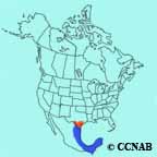 Couch's Kingbird range map