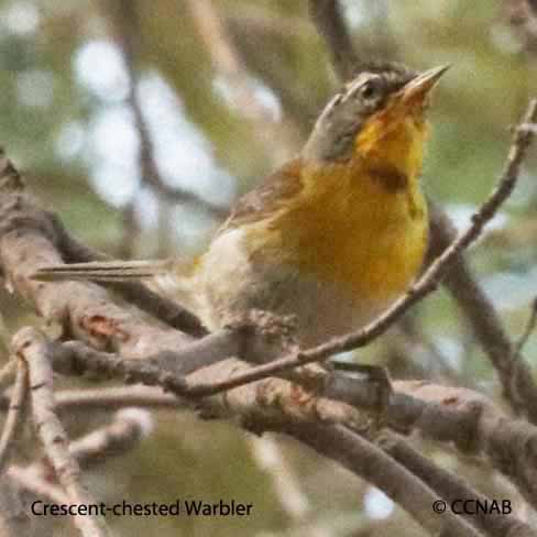 Crescent-chested Warbler