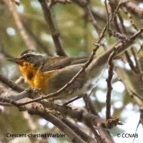 Crescent-chested Warbler