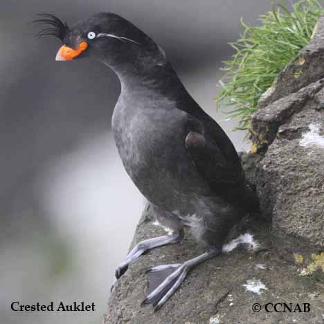 Birds of North America