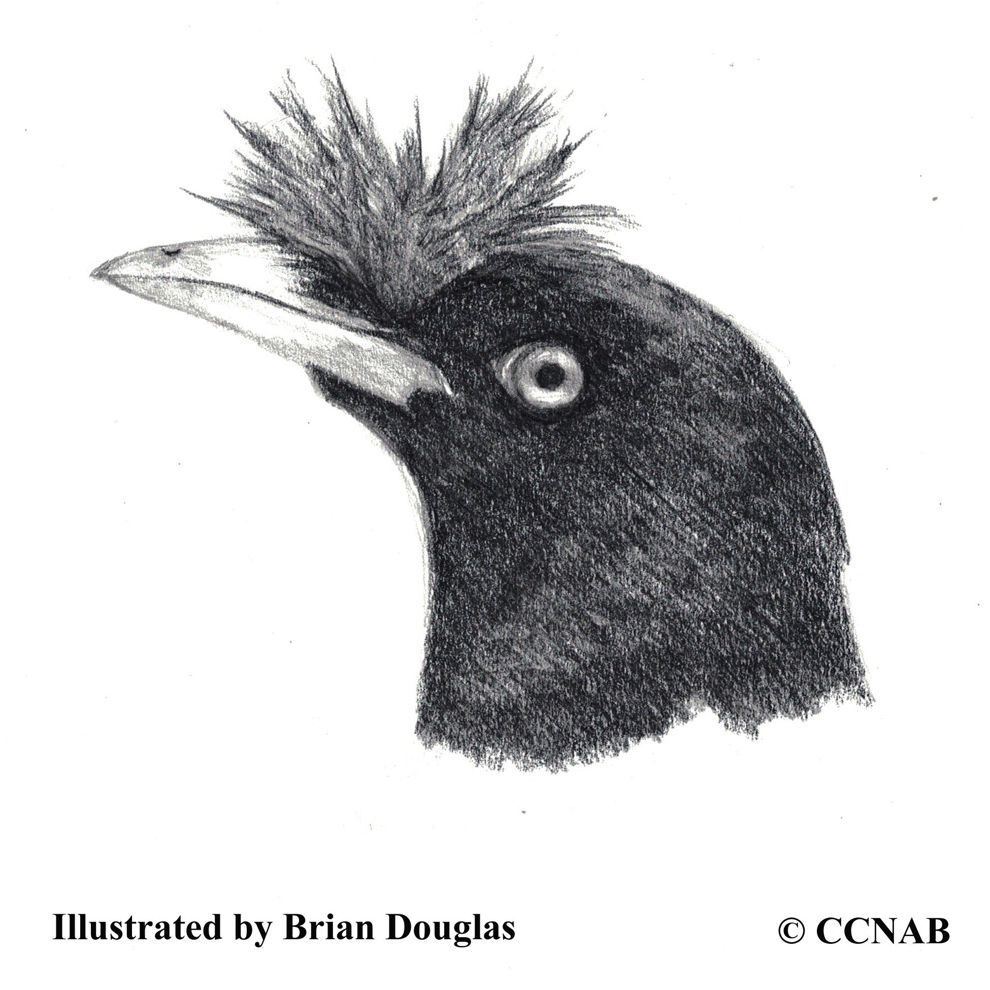 mynas