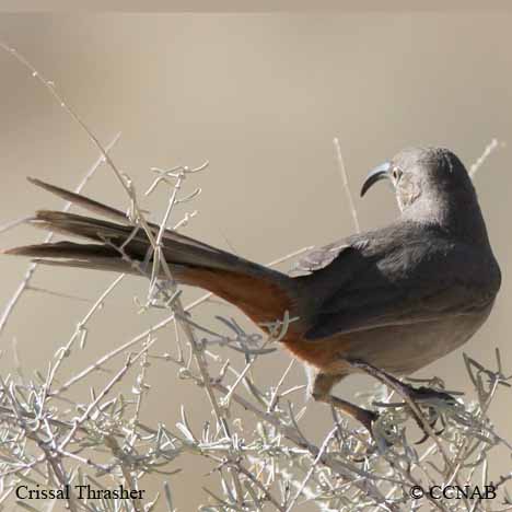 Crissal Thrasher