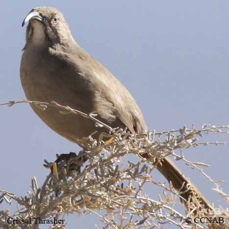 Birds of North America