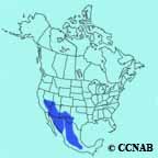 Crissal Thrasher range map