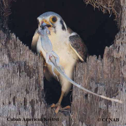 Birds of North America